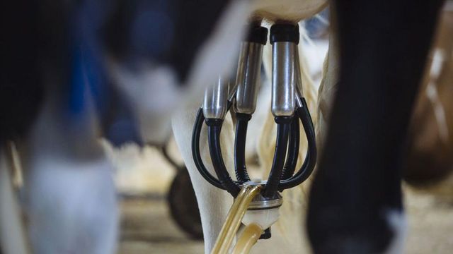 미국 뉴욕 앤크램데일 농장의 젖소에게 부착된 착유기