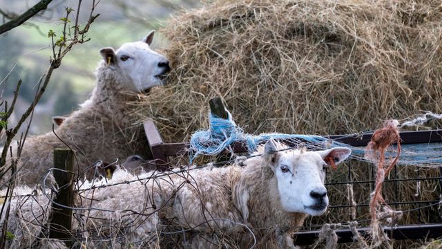 잉글랜드 슈롭셔 지역의 양