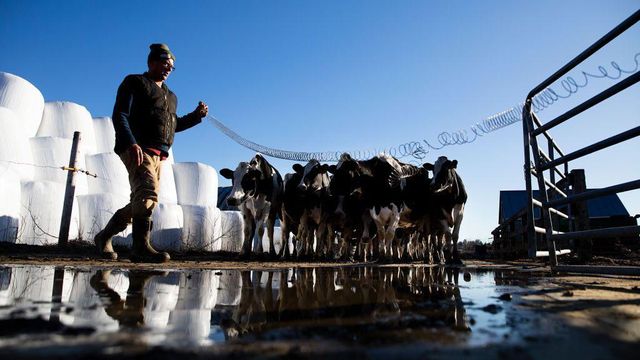 쉽스콧 밸리 농장에서 착유를 마친 젖소를 다시 축사로 데려오는 모습