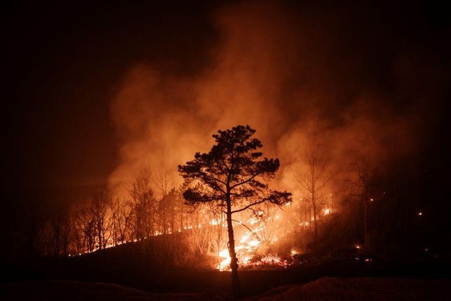 불에 타고 있는 소나무