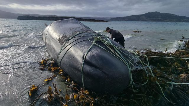 그물에 감긴 채 스코틀랜드 해안에 떠밀려온 향유고래를 풀어주려는 자원봉사자들. 해당 고래가 밀물과 함께 다시 바다로 돌아갈 수 있으리라 기대했으나, 2025년 3월 3일 결국 폐사했다