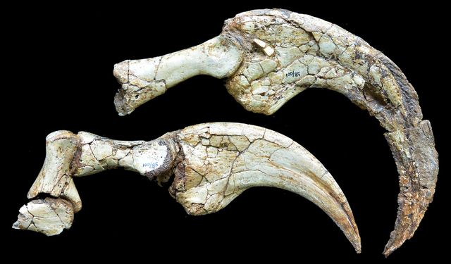 갈고리처럼 휘어진 옅은 녹색의 공룡 발톱 2개