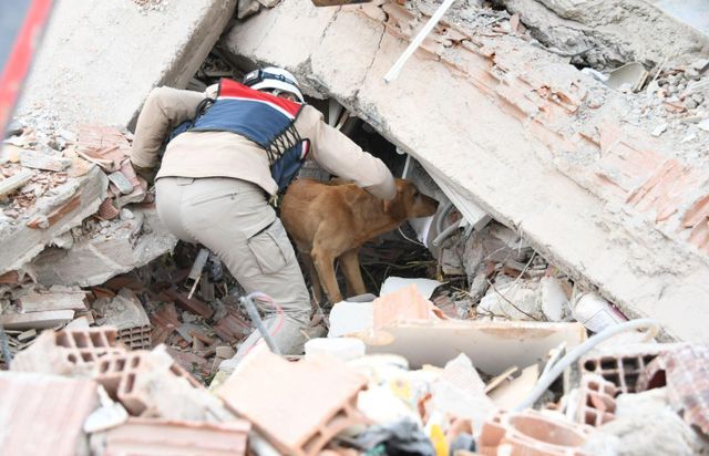 건물 잔해 속에서 실종자를 찾는 수색 구조견