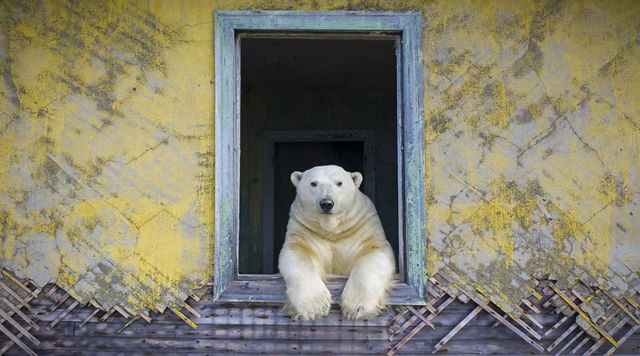 사진작가 드미트리 코크가 러시아 콜류친 섬에 있는 기상 관측소에서 창밖을 내다보는 북극곰의 모습을 사진으로 포착했다
