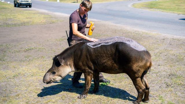 동동물에게 자외선 차단제를 발라주는 여성의 모습