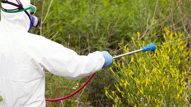 초목에 약품을 뿌리는 모습