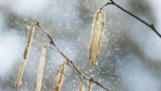꽃가루가 떨어지는 모습