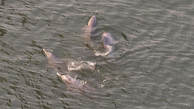 헤엄치는 강돌고래 무리
