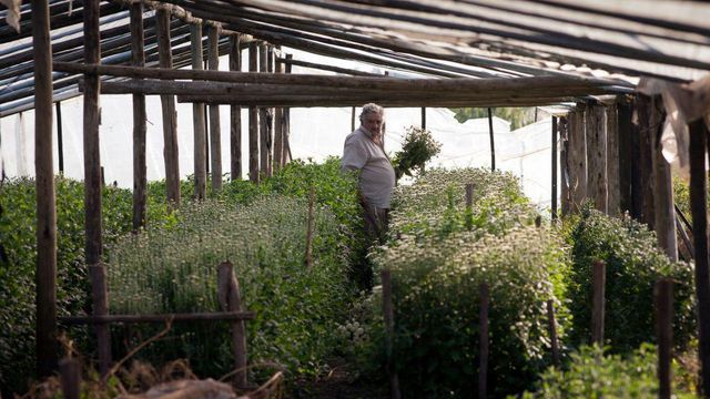 2010년 5월 몬테비데오에서 농사일을 하고 있는 무히카 전 대통령