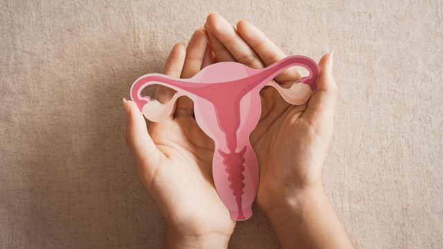 여성의 자궁 일러스트