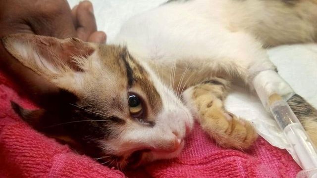 정맥 주사관을 꽂은 채 누워 있는 새끼 고양이