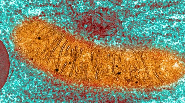 현미경으로 촬영한 미토콘드리아 사진 