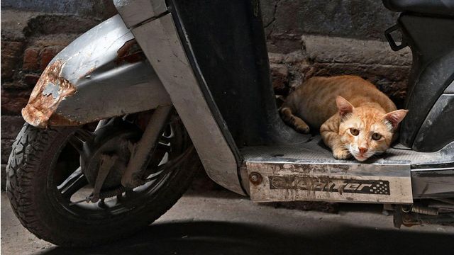 스쿠터 위에 웅크리고 있는 길고양이