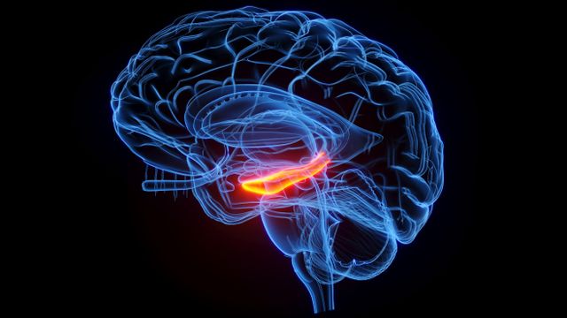 파란색 뇌 그림. 내부의 긴 구조가 주황색으로 강조돼 있다.