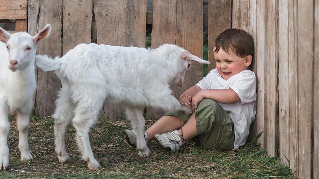 남자아이에게 앞발을 뻗는 아기양과 구석에 쭈그려 앉아 무서워하는 아이의 모습