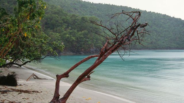 미국령 버진아일랜드 세인트존 섬 마호 베이