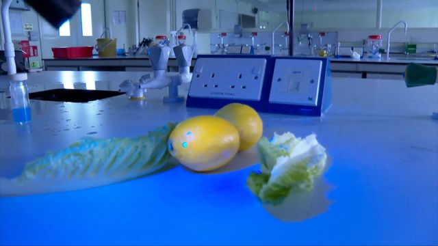 자외선(UV) 조명이 비추는 실험실 조리대 위에 레몬 한 개와 양상추 조각들이 놓여 있다. 레몬 표면에는 오염된 물에서 비롯된 비말을 나타내는 작은 파란빛 점들이 반짝이며 보인다.