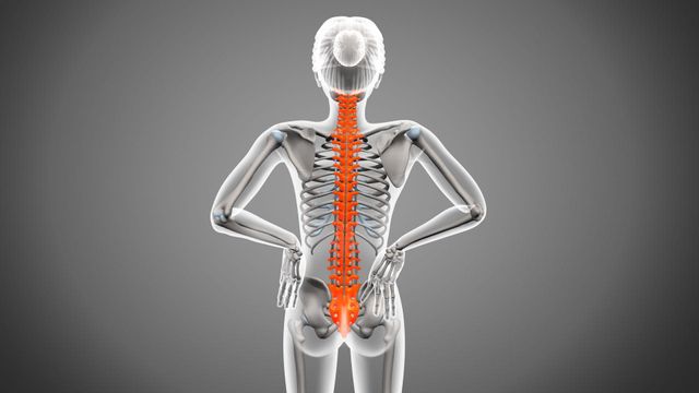 사람의 등과 척추