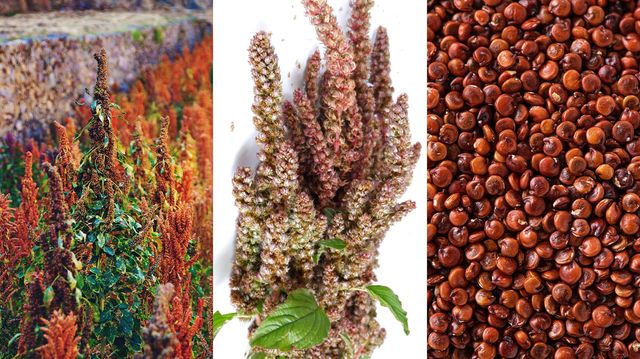 재배 중인 퀴노아 식물과 수확된 퀴노아, 그리고 씨앗을 함께 보여주는 이미지