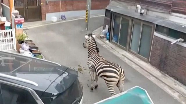 2023년 3월 탈출 당시 서울 광진구의 골목길에 서있는 세로의 모습