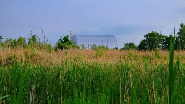 안전 격납 구조물로 덮인 체르노빌 원자로를 배경으로 우거진 풀밭