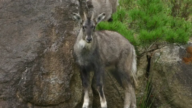 어린 산양 한 마리