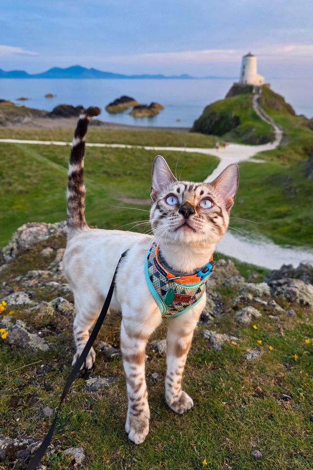 등대가 보이는 섬에서 목줄을 찬 고양이