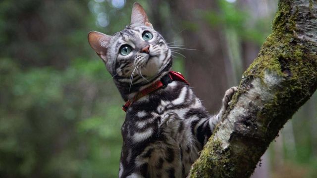 빨간 목줄을 한 회색 고양이