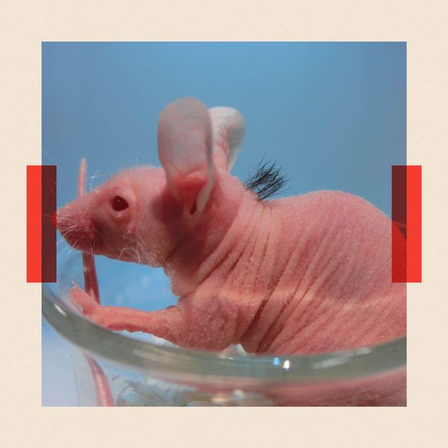 유리 접시 안에 털이 없는 분홍색 생쥐가 앉아 있는 모습의 클로즈업.
