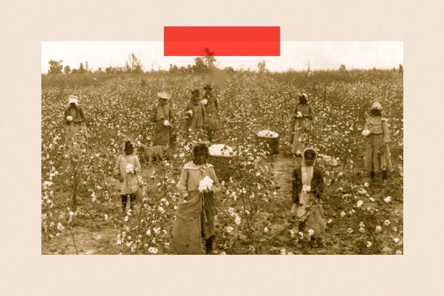 1900년대 초 목화밭에서 일하는 흑인들의 모습