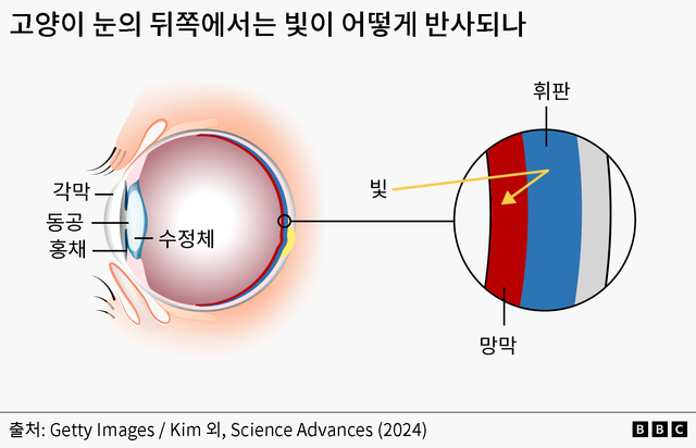 휘판 등 고양이 눈의 구조
