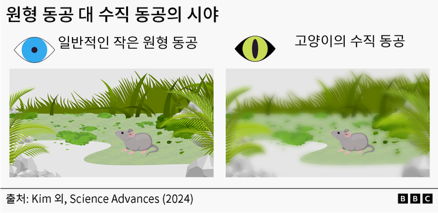 세로형, 가로형 눈동자에 따른 시야 차이