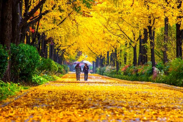 서울시는 가을의 정취를 즐길 수 있는 