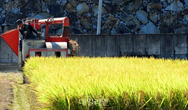 경남 남해군 설천면 들녘에서 한 농부가 콘바인으로 벼를 수확하고 있다. ⓒ뉴시스