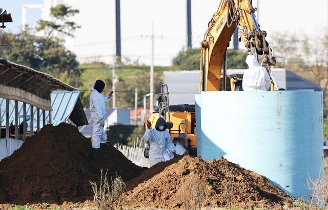 21일 오후 소 바이러스성 질병인 럼피스킨병(Lumpy Skin Disease)이 발생한 경기도 평택시의 한 젖소 농가에서 관계자들이 살처분 준비 작업을 하고 있다. ⓒ연합뉴스