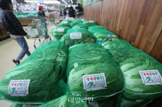 서울 시내 한 마트에 배추가 진열돼 있다. ⓒ뉴시스