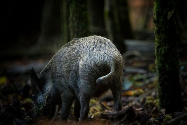 멧돼지 모습(기사 내용과 관계 없음). ⓒ게티이미지뱅크