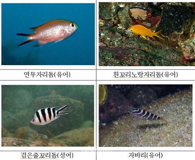 울릉도 연안에서 처음 발견한 어종 모습. ⓒ국립생물자원관