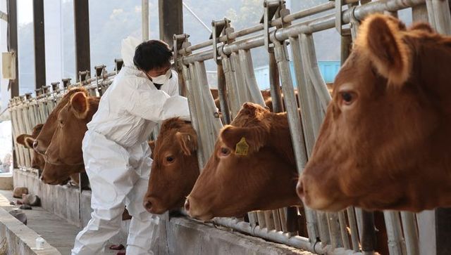 1일 오후 울산시 울주군 삼동면 한 축산농가에서 농장주가 럼피스킨병 백신을 접종하고 있다. ⓒ연합뉴스