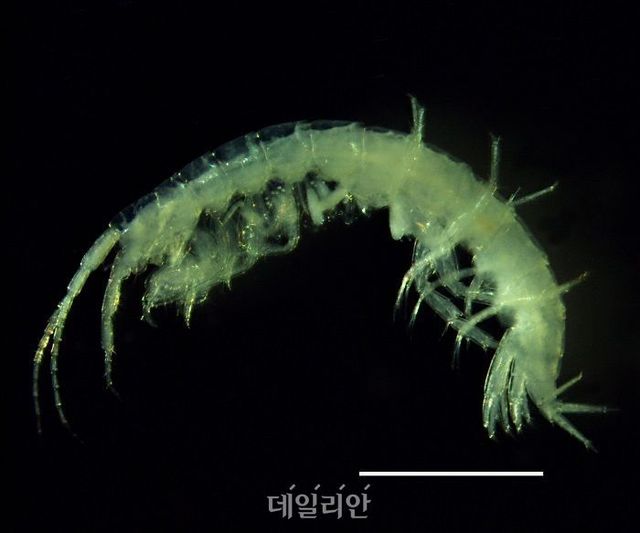 섬진강동굴옆새우 모습. ⓒ국립낙동강생물자원관