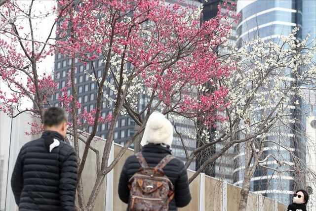 서울 중구 서울로7017에 봄을 알리는 꽃들이 피어 있다. ⓒ데일리안 홍금표 기자
