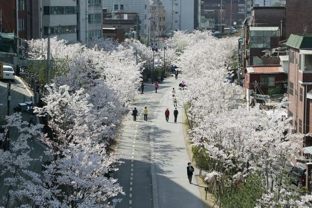 마포구 경의선숲길(벚꽃)ⓒ서울시 제공