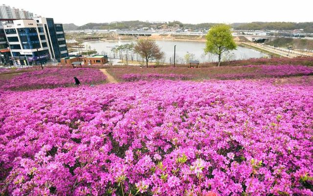 시흥시 오난산에 15일 철쭉이 만개했다ⓒ시흥시 제공