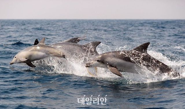 제주남방큰돌고래 모습. ⓒ뉴시스