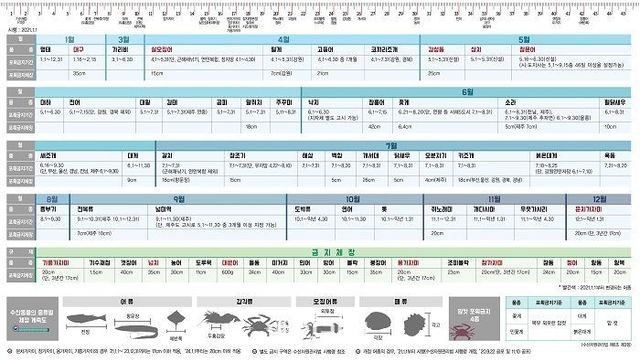금어기 및 금지체장 도표. ⓒ해양수산부