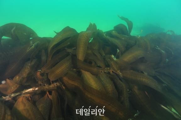 강원도 고성군 토성면 청간리 해역에 이식한 개다시마 모습. ⓒ한국수산자원공단