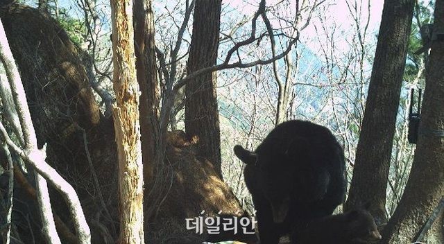 국립공원공단 카메라에 잡힌 지리산 반달가슴곰 모습. ⓒ국립공원공단