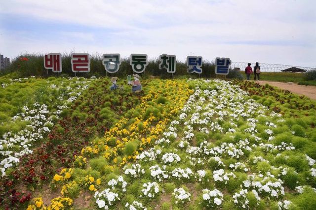 배곧텃밭나라ⓒ시흥시 제공