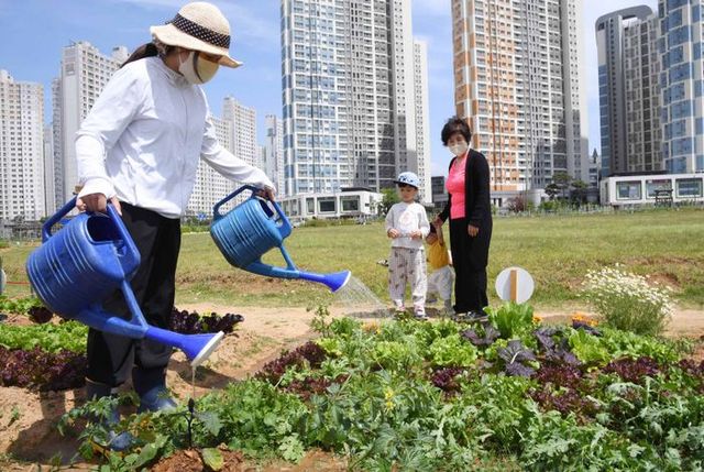 물을 뿌리는 텃밭 활동으로 분주한 시민들의 표정이 즐겁다.ⓒ시흥시 제공