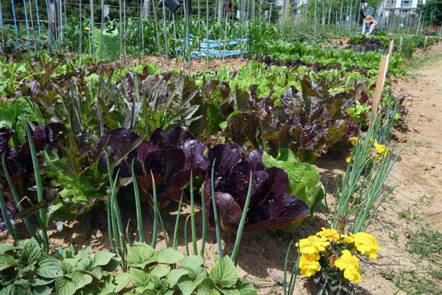 가꾸는 기쁨, 나누는 행복ⓒ시흥시 제공